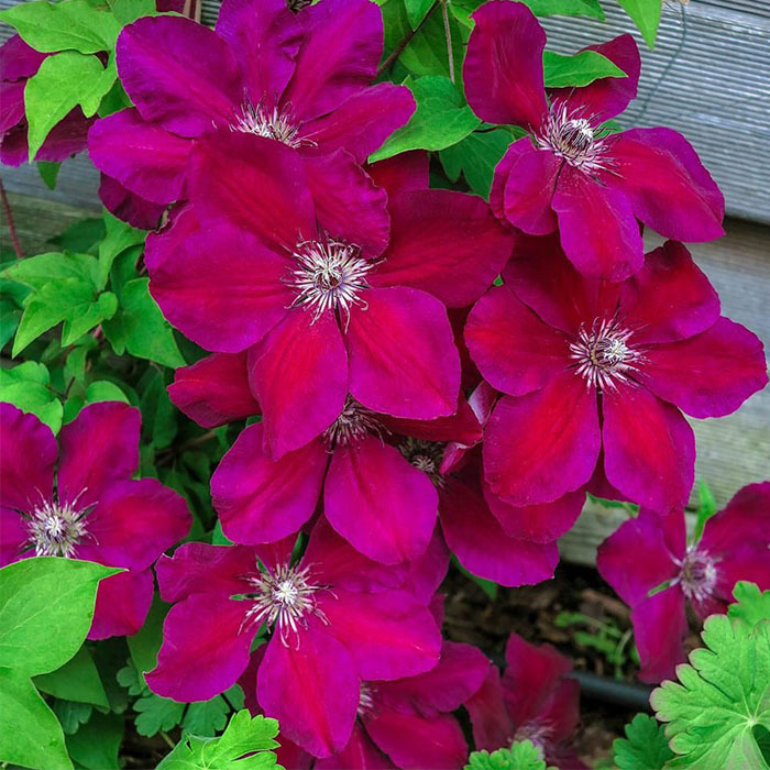 Клематис Вестерплатте: фото, описание сорта, отзывы, посадка и уход - лучшие советы для садоводов!